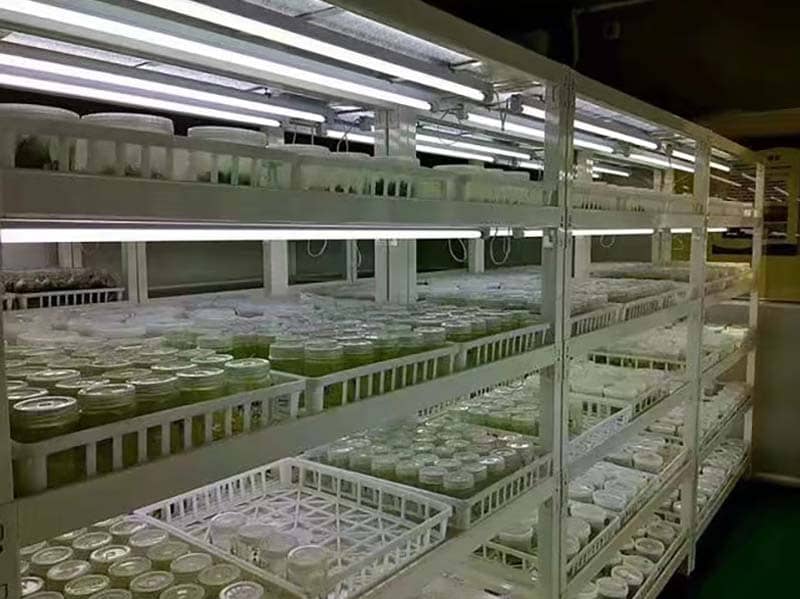 培養架、小黄片软件大全架、光照培養架