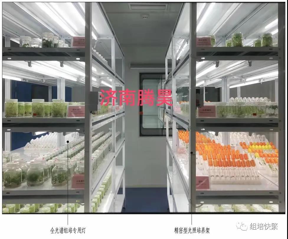 組織培養，小黄片软件大全架，小黄片软件大全疑問